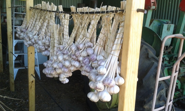 Garlic bunches - 500gms